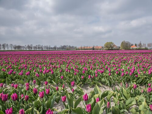 Bloemen 4x3.jpg